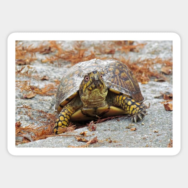 Eastern Box Turtle Sticker by Cynthia48